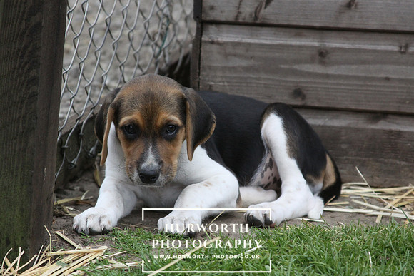 Hurworth Hound Pups 147
