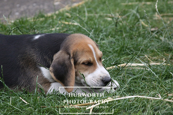 Hurworth Hound Pups 148