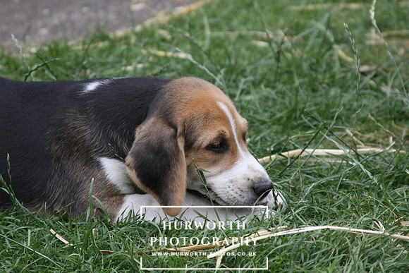 Hurworth Hound Pups 149