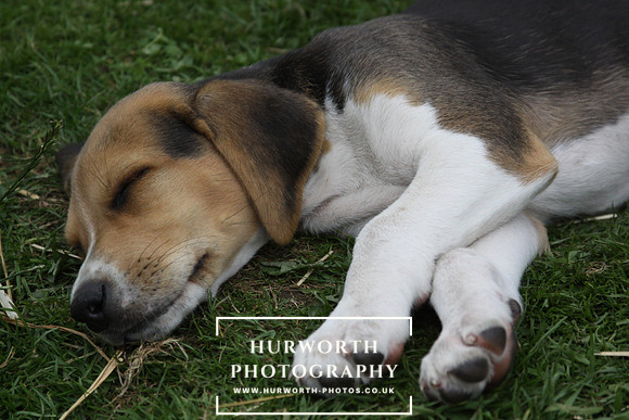 Hurworth Hound Pups 150