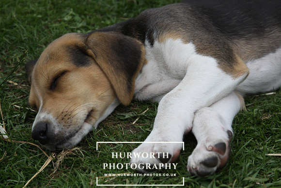 Hurworth Hound Pups 151