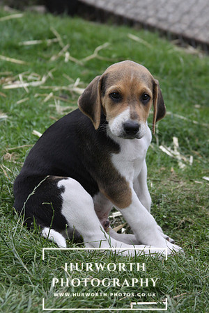 Hurworth Hound Pups 152