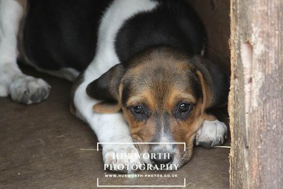 Hurworth Hound Pups 153