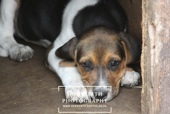 Hurworth Hound Pups 154
