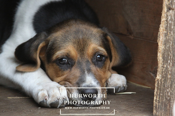 Hurworth Hound Pups 155