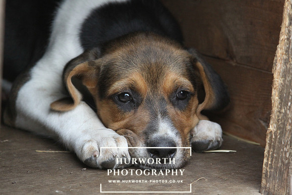Hurworth Hound Pups 156