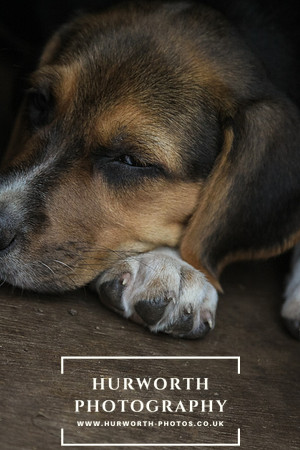 Hurworth Hound Pups 158