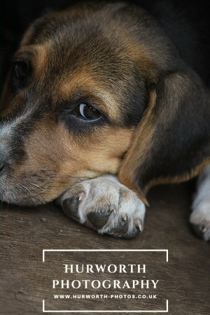 Hurworth Hound Pups 159
