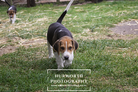 Hurworth Hound Pups 160