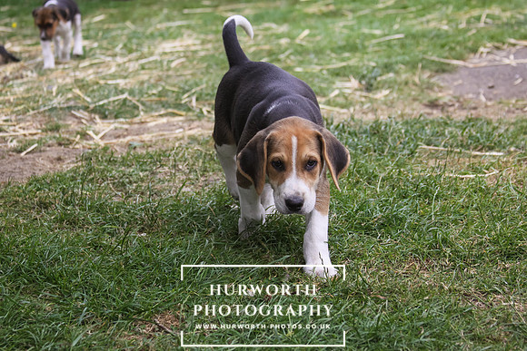 Hurworth Hound Pups 161