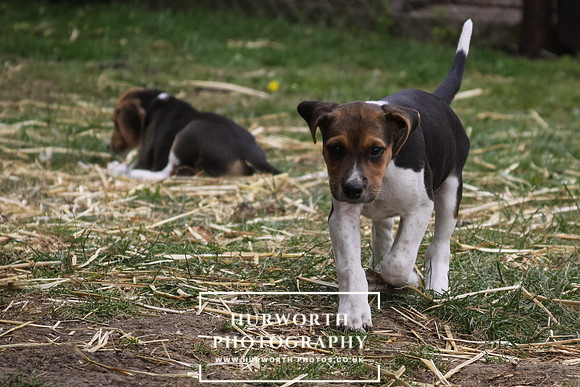 Hurworth Hound Pups 162