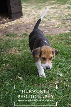 Hurworth Hound Pups 163
