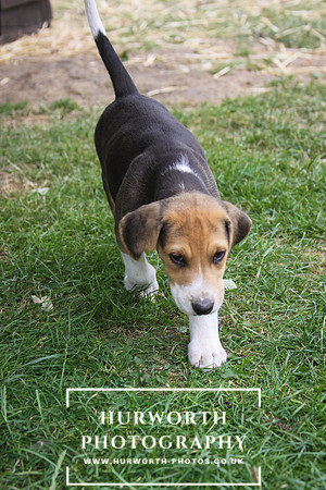 Hurworth Hound Pups 164