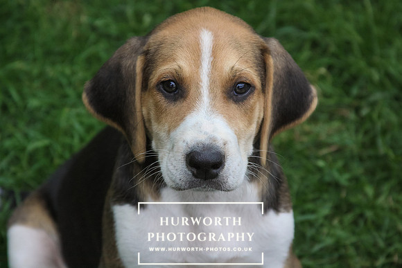 Hurworth Hound Pups 165