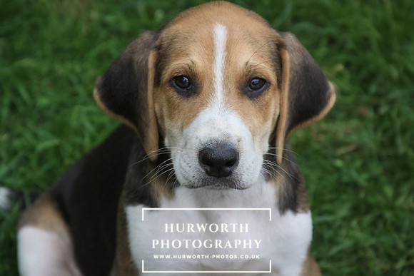 Hurworth Hound Pups 166