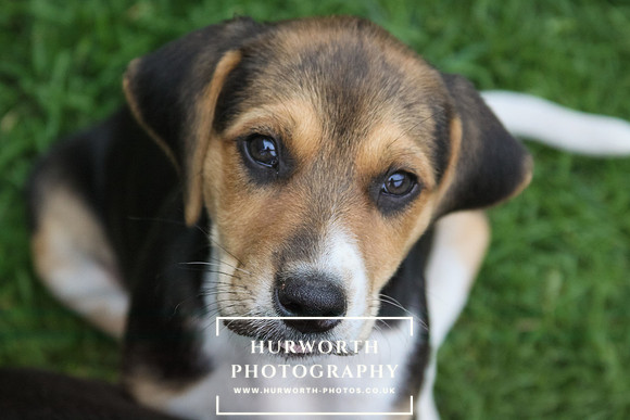 Hurworth Hound Pups 167