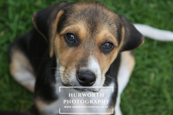 Hurworth Hound Pups 168