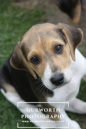Hurworth Hound Pups 169