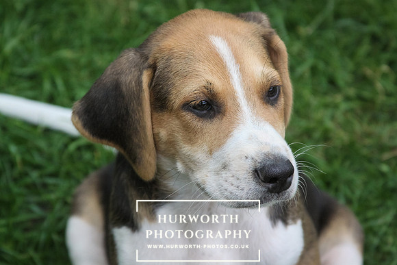 Hurworth Hound Pups 170