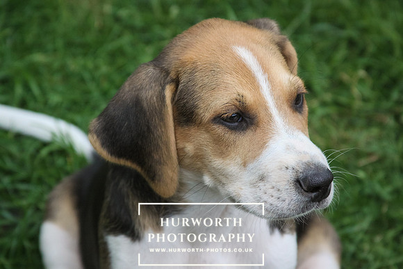 Hurworth Hound Pups 171
