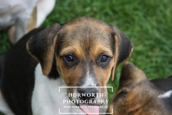 Hurworth Hound Pups 172