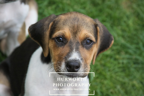 Hurworth Hound Pups 173