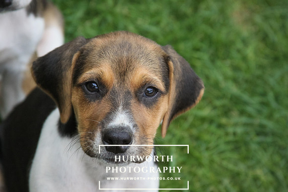 Hurworth Hound Pups 174
