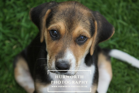 Hurworth Hound Pups 175