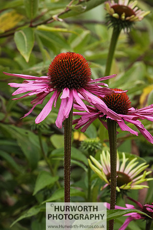RHS Harlow Carr 001