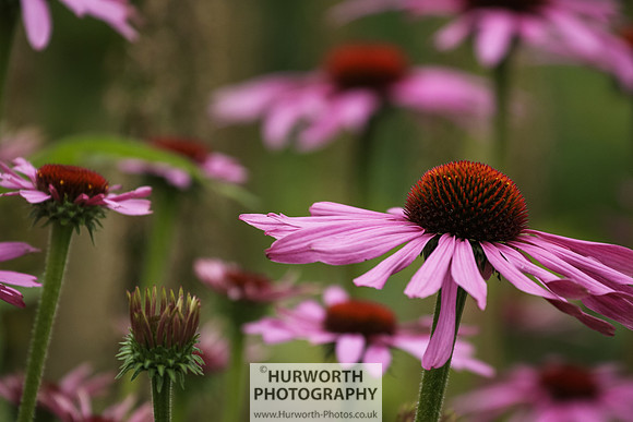 RHS Harlow Carr 002