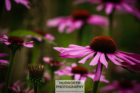 RHS Harlow Carr 003