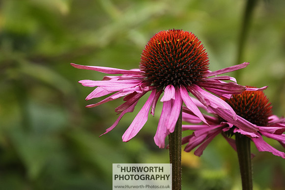 RHS Harlow Carr 004