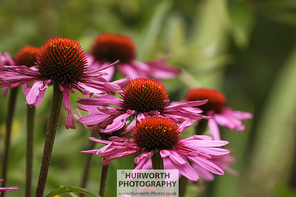 RHS Harlow Carr 005