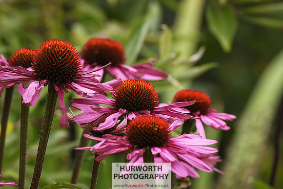 RHS Harlow Carr 006