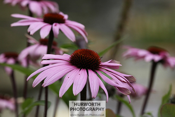 RHS Harlow Carr 007