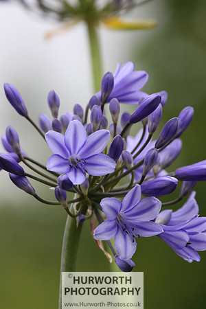 RHS Harlow Carr 008