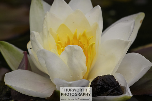 RHS Harlow Carr 009