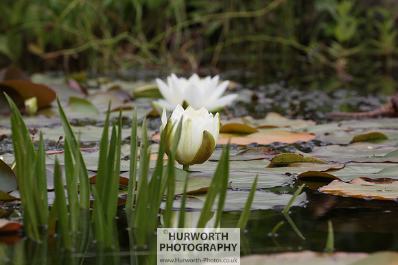 RHS Harlow Carr 010