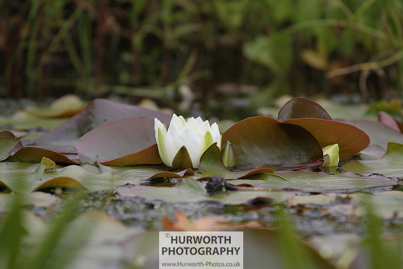 RHS Harlow Carr 011