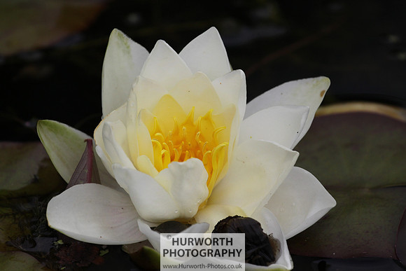 RHS Harlow Carr 012