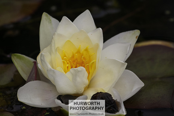 RHS Harlow Carr 013