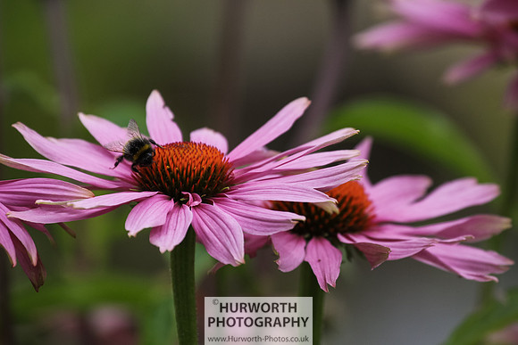 RHS Harlow Carr 014