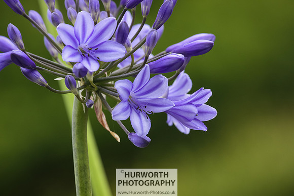 RHS Harlow Carr 015