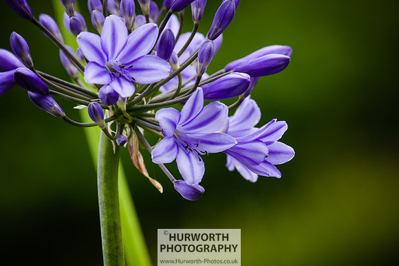 RHS Harlow Carr 016