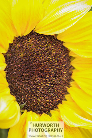 RHS Harlow Carr 019