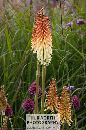 RHS Harlow Carr 020