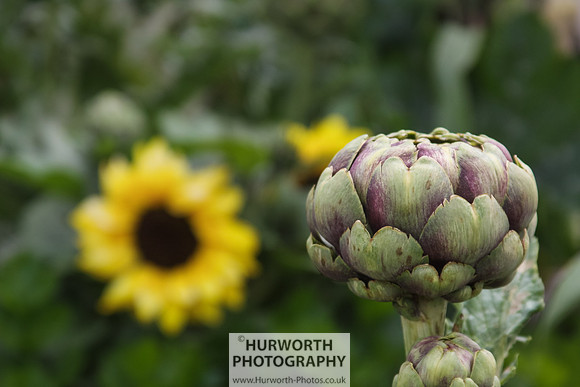RHS Harlow Carr 022