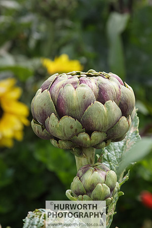 RHS Harlow Carr 023