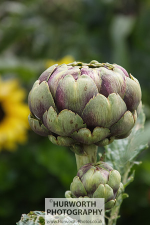 RHS Harlow Carr 024