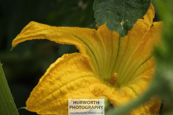 RHS Harlow Carr 026